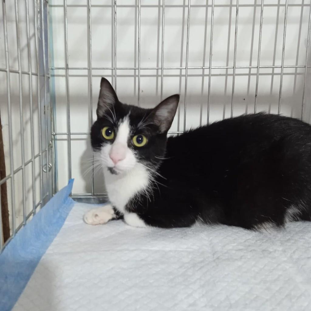 Farofa, gato de porte pequeno para adoção em São Paulo - SP