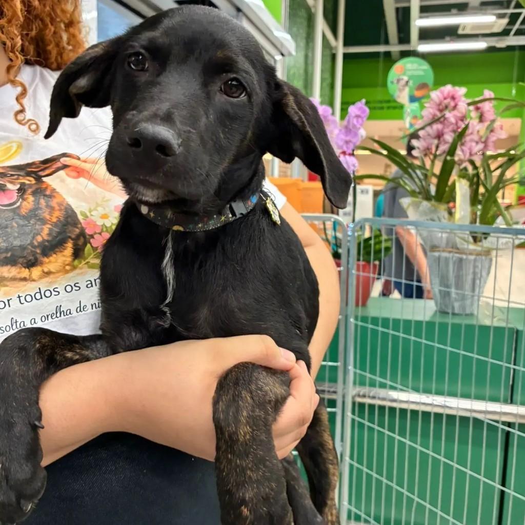 Nino, cachorro de porte pequeno para adoção em São Paulo - SP