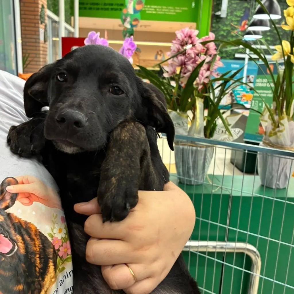 Nino, cachorro de porte pequeno para adoção em São Paulo - SP — foto 2 de 5