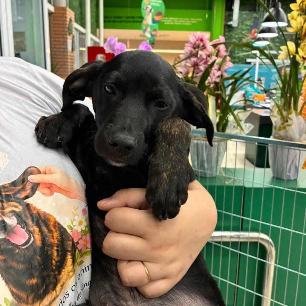 Nino, cachorro de porte pequeno para adoção em São Paulo - SP — foto 3 de 5