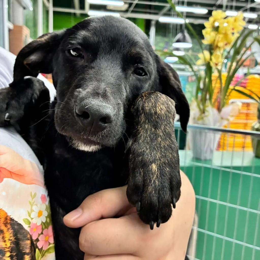 Nino, cachorro de porte pequeno para adoção em São Paulo - SP — foto 4 de 5