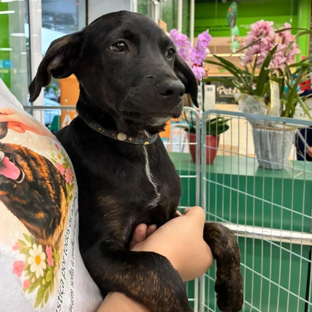 Nino, cachorro de porte pequeno para adoção em São Paulo - SP — foto 5 de 5
