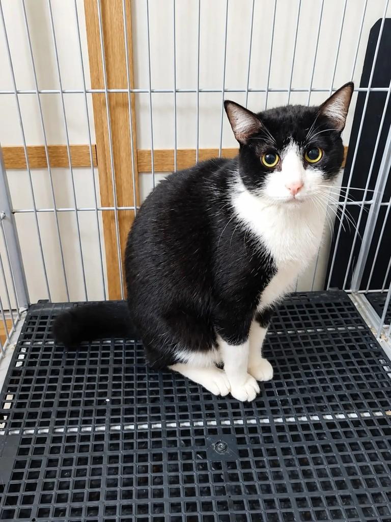 Pipoca, gato de porte pequeno para adoção em São Paulo - SP
