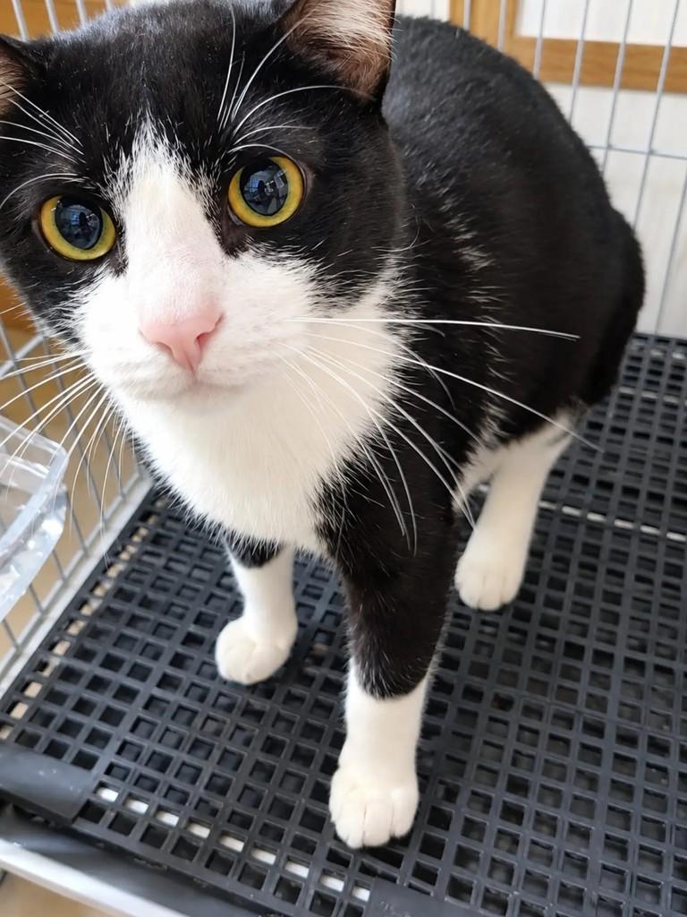 Pipoca, gato de porte pequeno para adoção em São Paulo - SP — foto 2 de 3