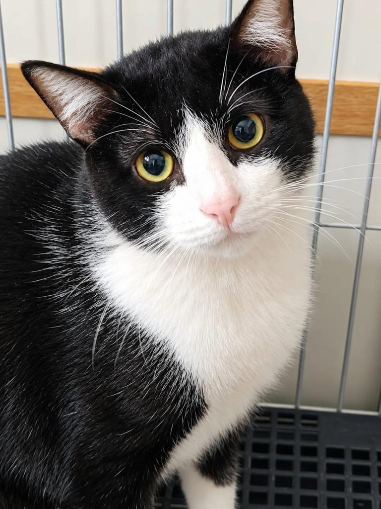 Pipoca, gato de porte pequeno para adoção em São Paulo - SP — foto 3 de 3
