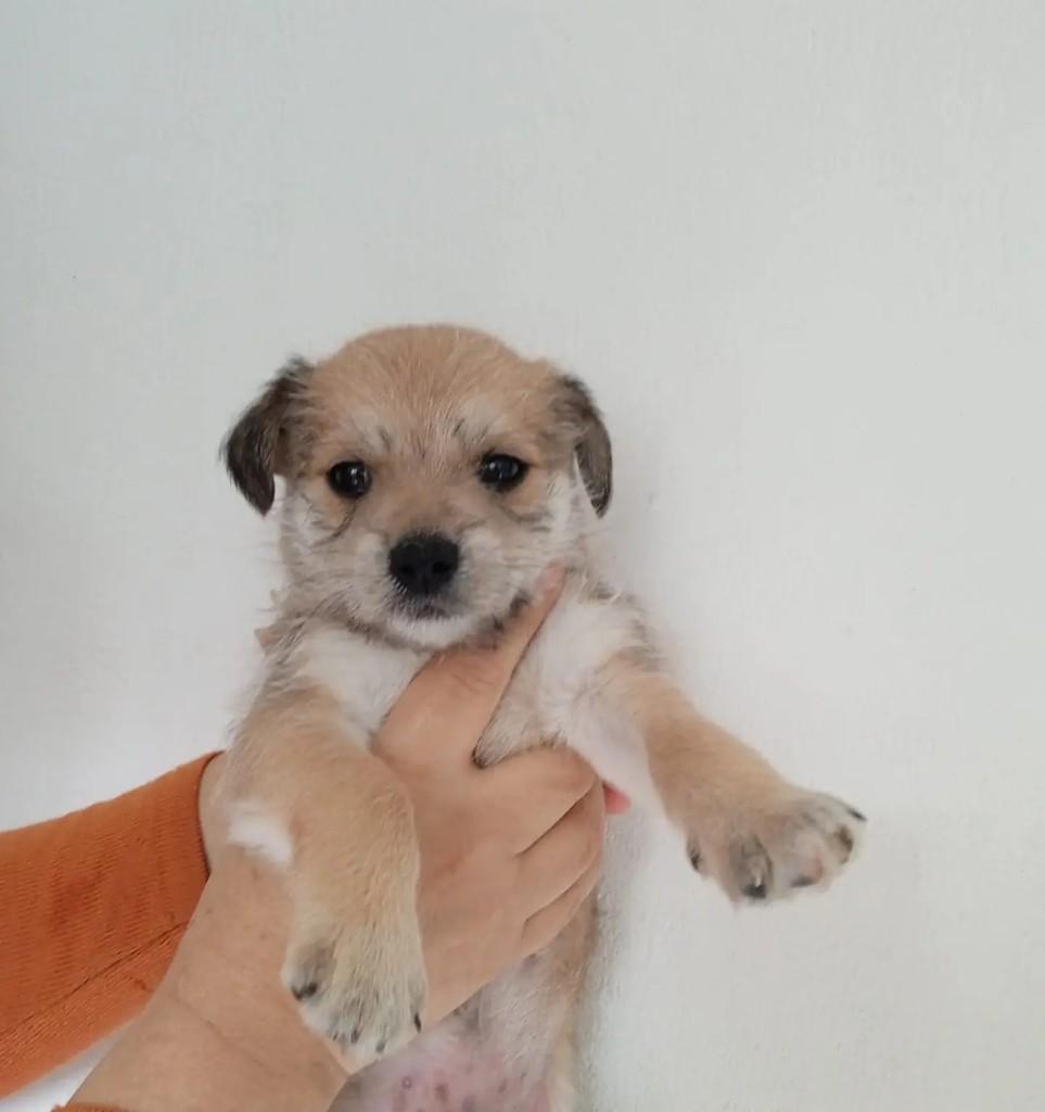 Chandler, cachorro de porte médio para adoção em São Paulo - SP