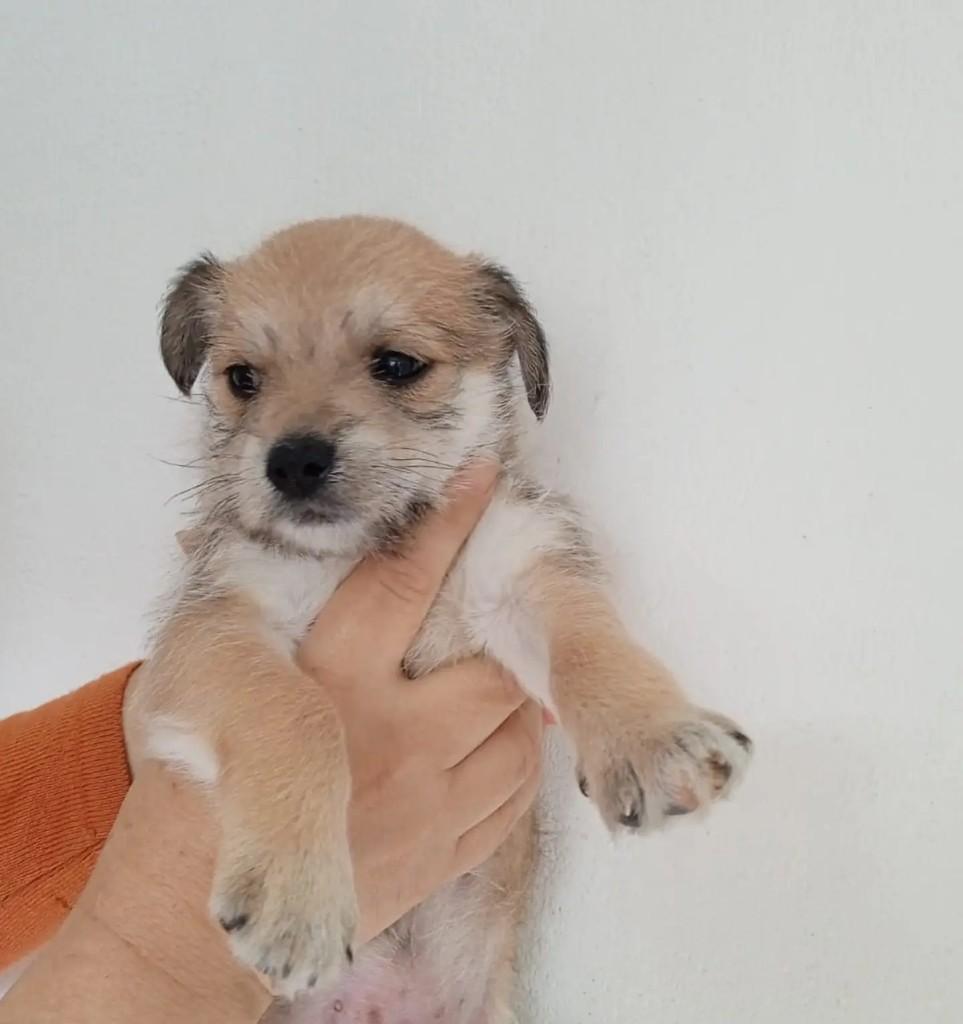 Chandler, cachorro de porte médio para adoção em São Paulo - SP — foto 2 de 2