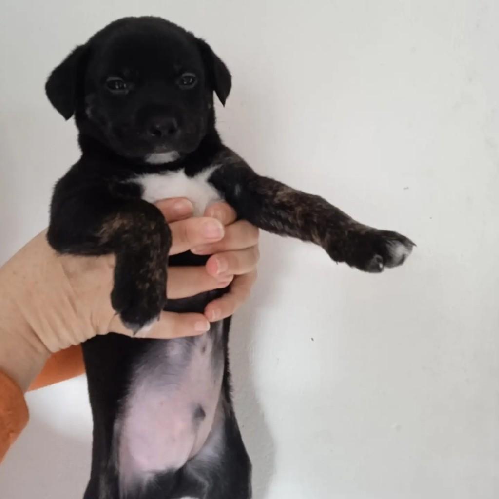 Joey, cachorro de porte médio para adoção em São Paulo - SP