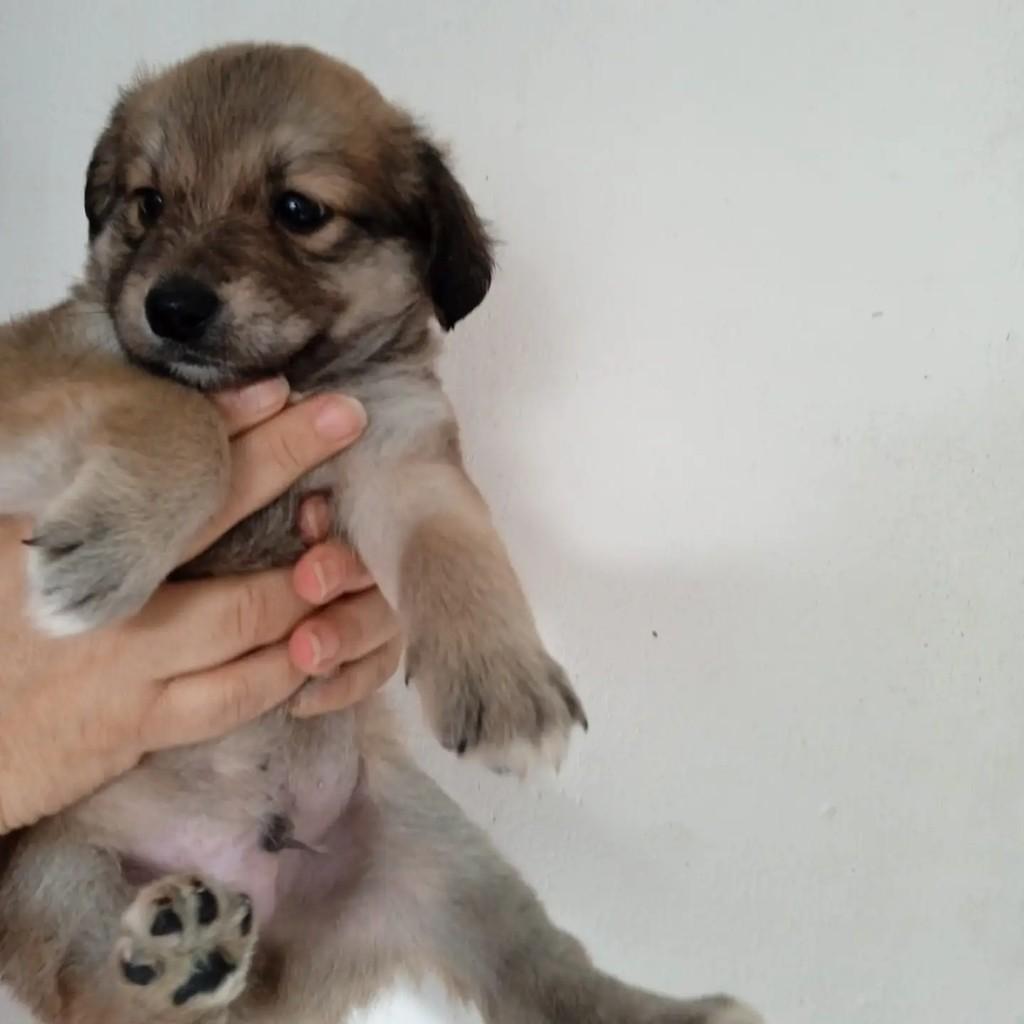 Ross, cachorro de porte médio para adoção em São Paulo - SP
