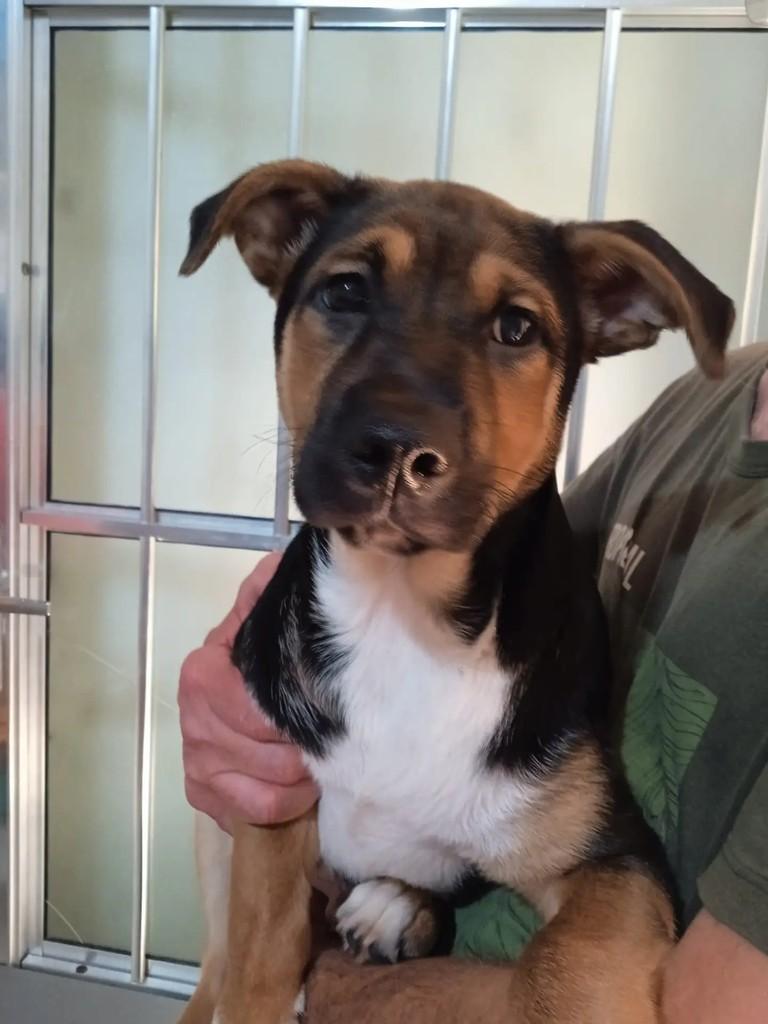 Tunico, cachorro de porte médio para adoção em São Paulo - SP
