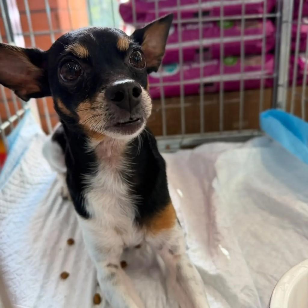 Billy, cachorro de porte pequeno para adoção em São Paulo - SP