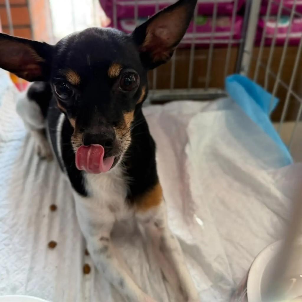 Billy, cachorro de porte pequeno para adoção em São Paulo - SP — foto 2 de 7