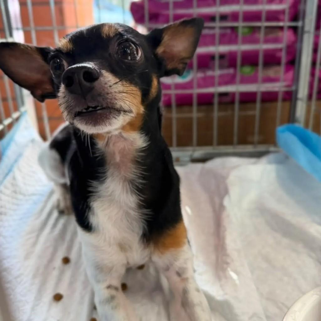 Billy, cachorro de porte pequeno para adoção em São Paulo - SP — foto 3 de 7