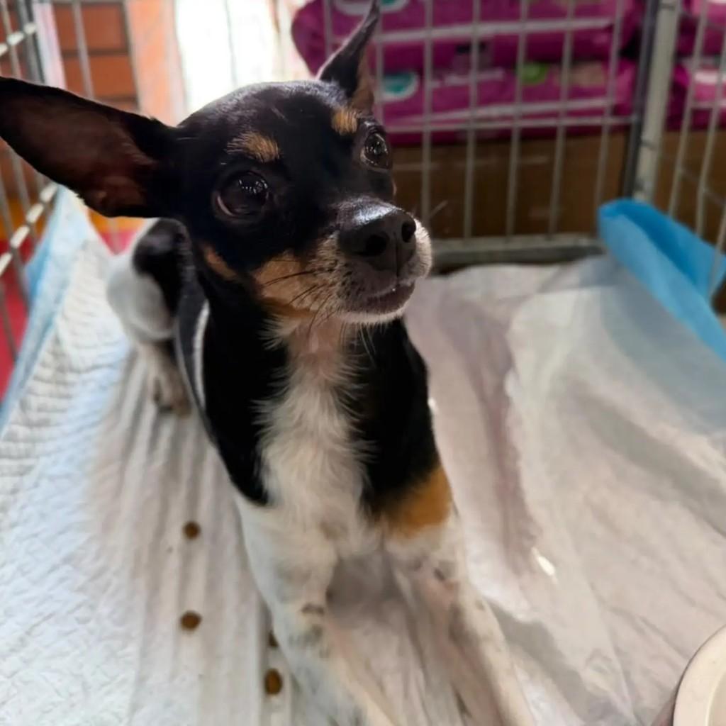 Billy, cachorro de porte pequeno para adoção em São Paulo - SP — foto 4 de 7