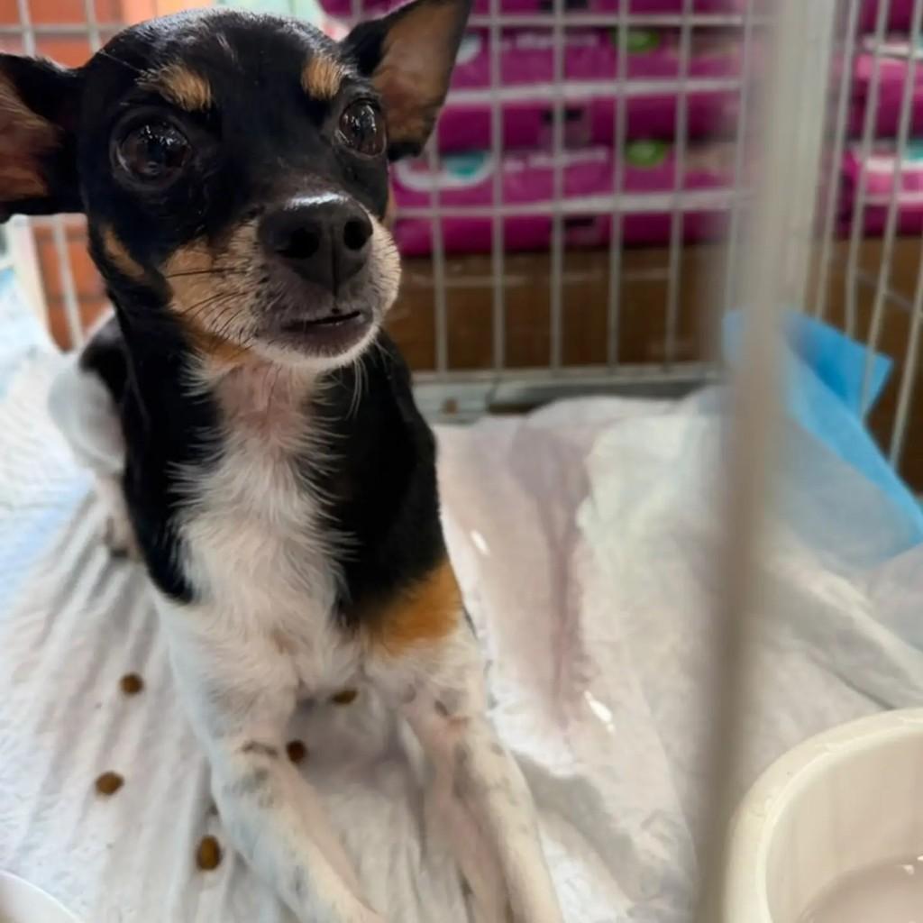 Billy, cachorro de porte pequeno para adoção em São Paulo - SP — foto 5 de 7