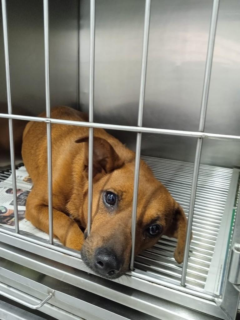 Mabel, cadela de porte pequeno para adoção em São Paulo - SP