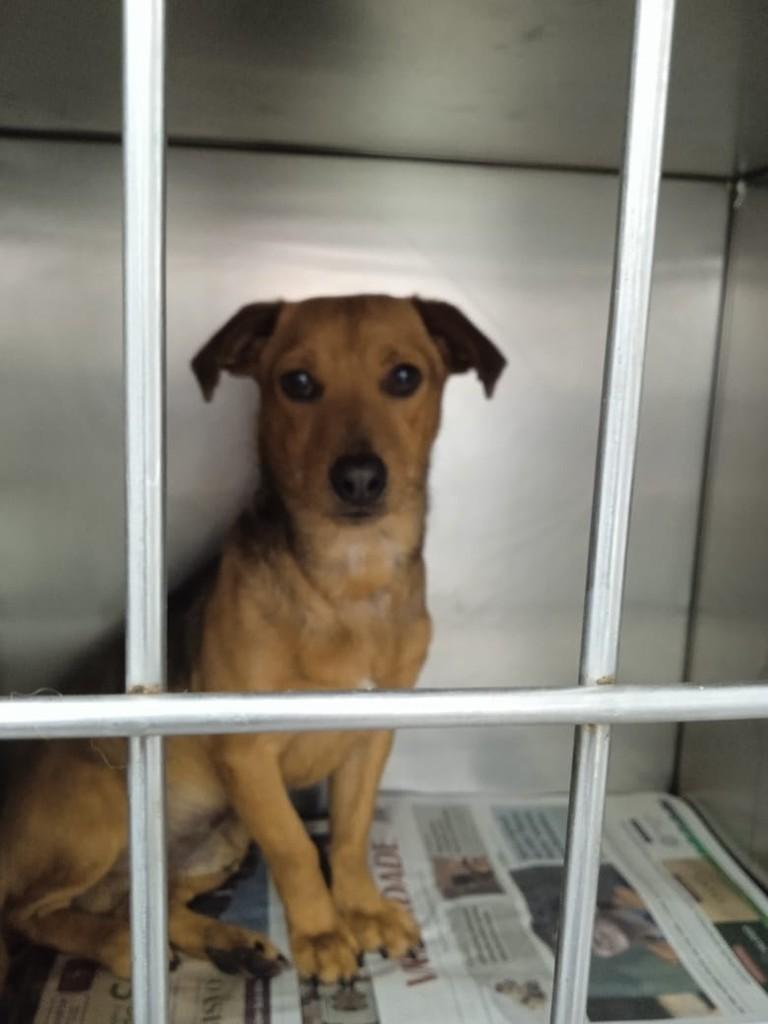 Paçoca, cachorro de porte pequeno para adoção em São Paulo - SP