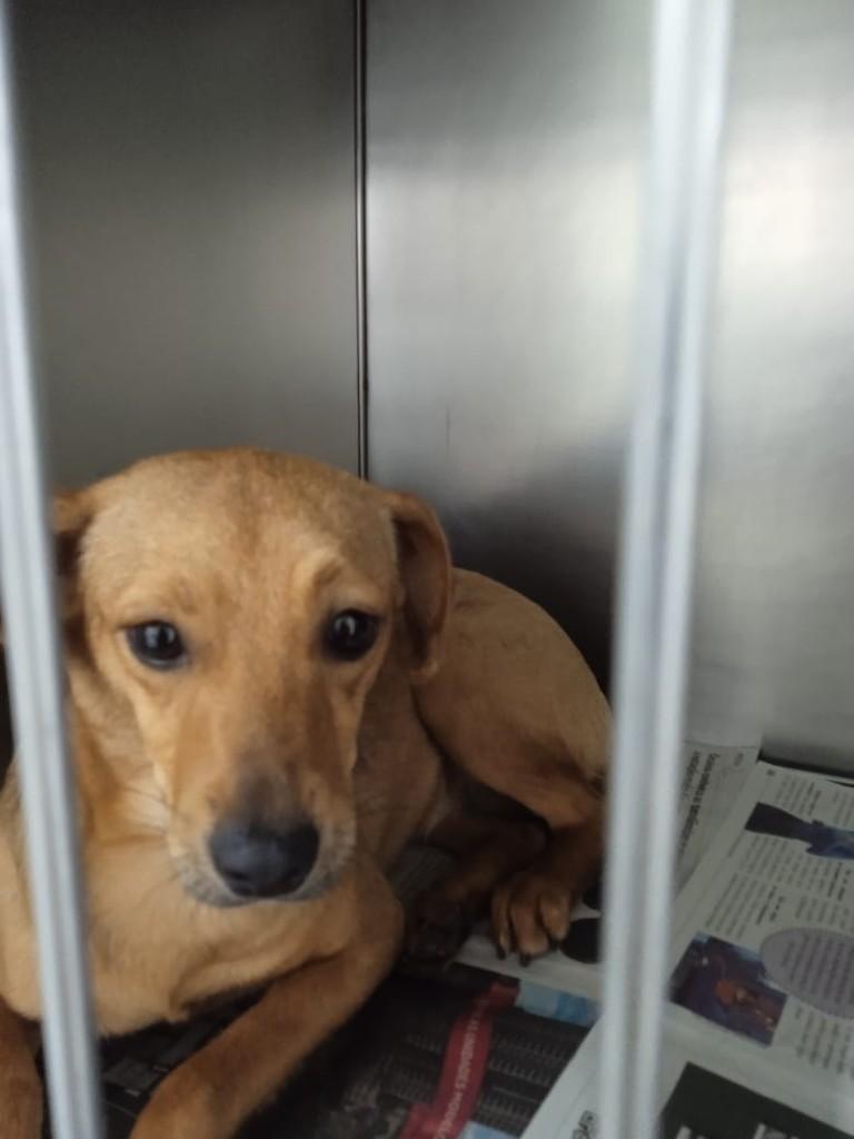 Paçoca, cachorro de porte pequeno para adoção em São Paulo - SP — foto 2 de 2