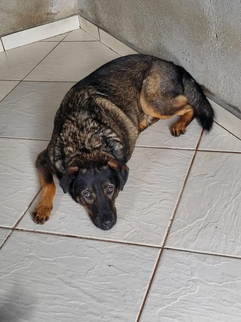 Thor, cachorro de porte grande para adoção em São Paulo - SP