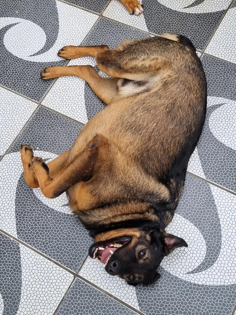 Thor, cachorro de porte grande para adoção em São Paulo - SP — foto 2 de 5