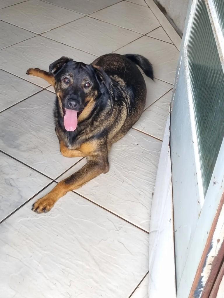 Thor, cachorro de porte grande para adoção em São Paulo - SP — foto 3 de 5