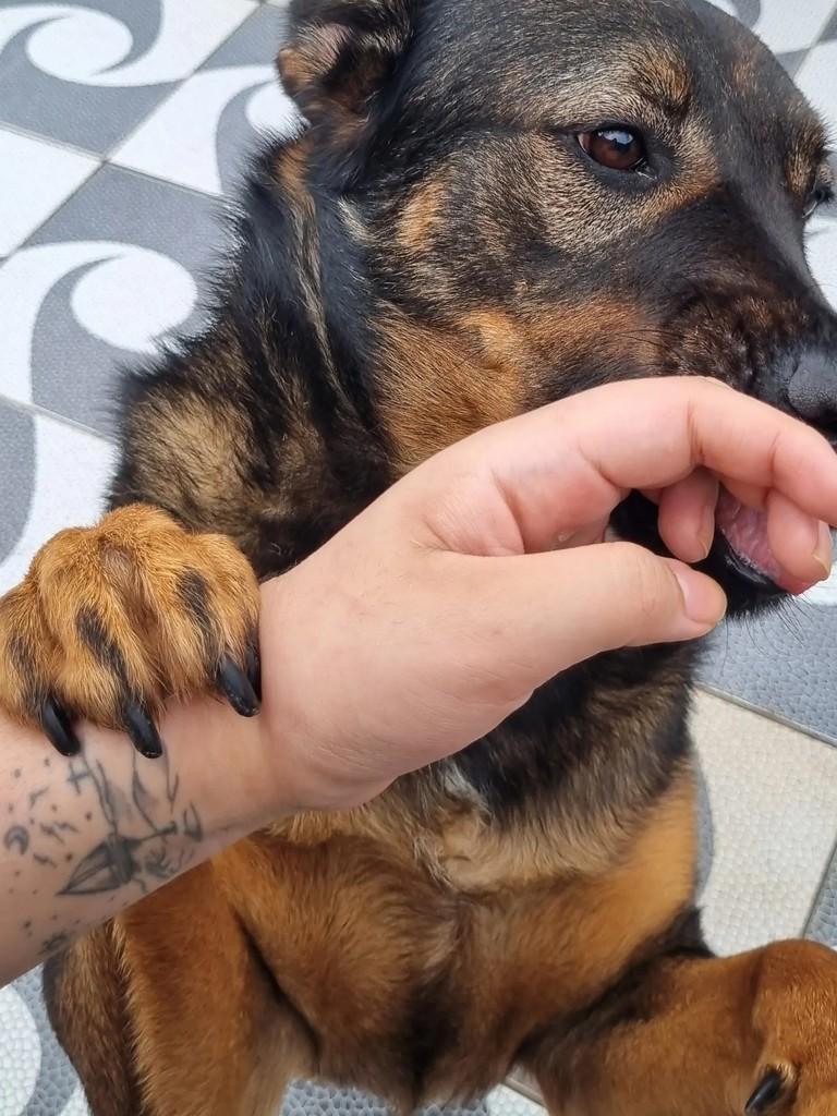 Thor, cachorro de porte grande para adoção em São Paulo - SP — foto 4 de 5