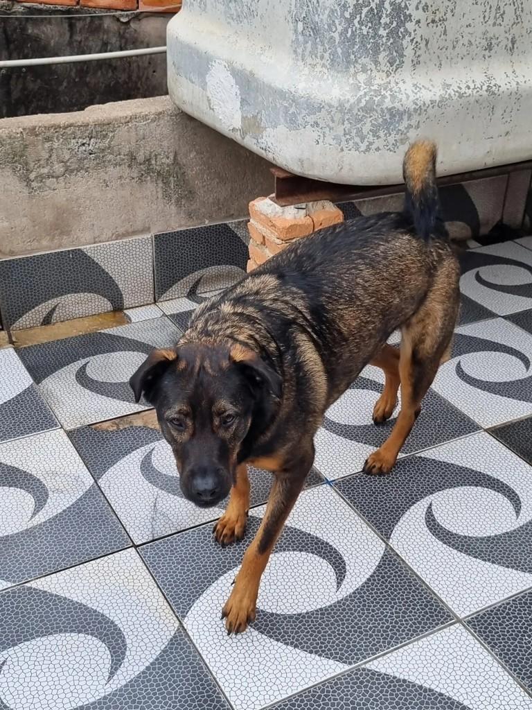 Thor, cachorro de porte grande para adoção em São Paulo - SP — foto 5 de 5