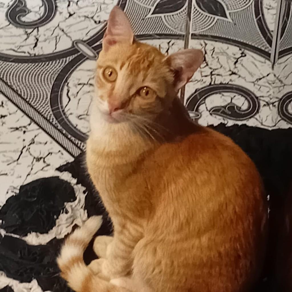 Quindim, gato de porte médio para adoção em São Paulo - SP