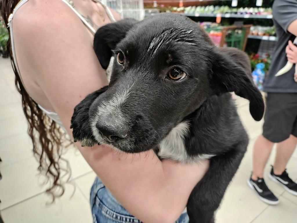 Apólo, cachorro de porte grande para adoção em São Paulo - SP