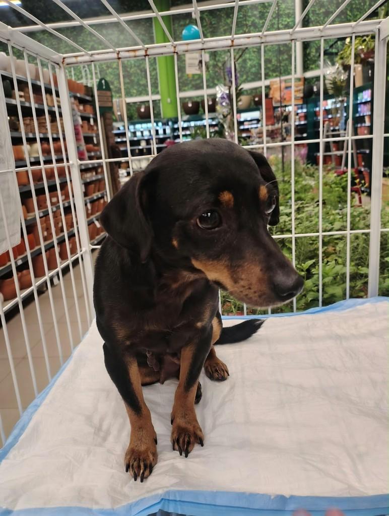 Babi, cadela de porte pequeno para adoção em São Paulo - SP