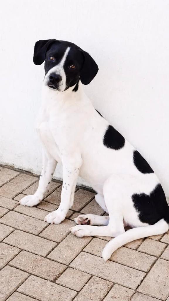 Lindão, cachorro de porte médio para adoção em Itumbiara - GO