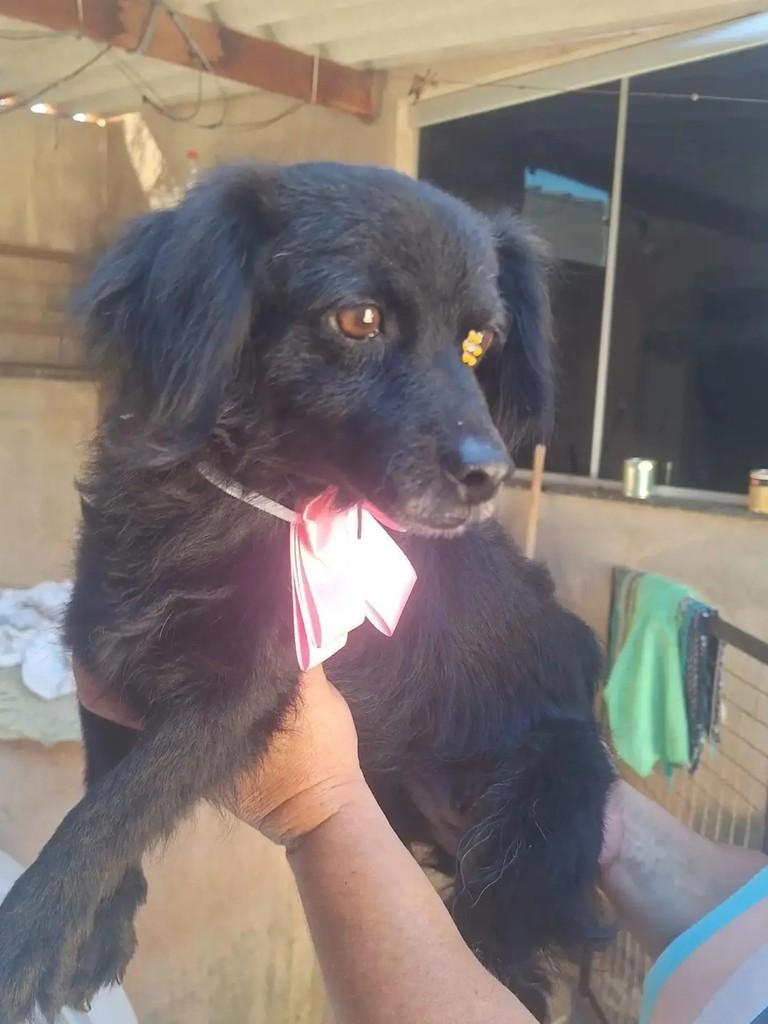 Cachorra, cadela de porte médio para adoção em Itumbiara - GO