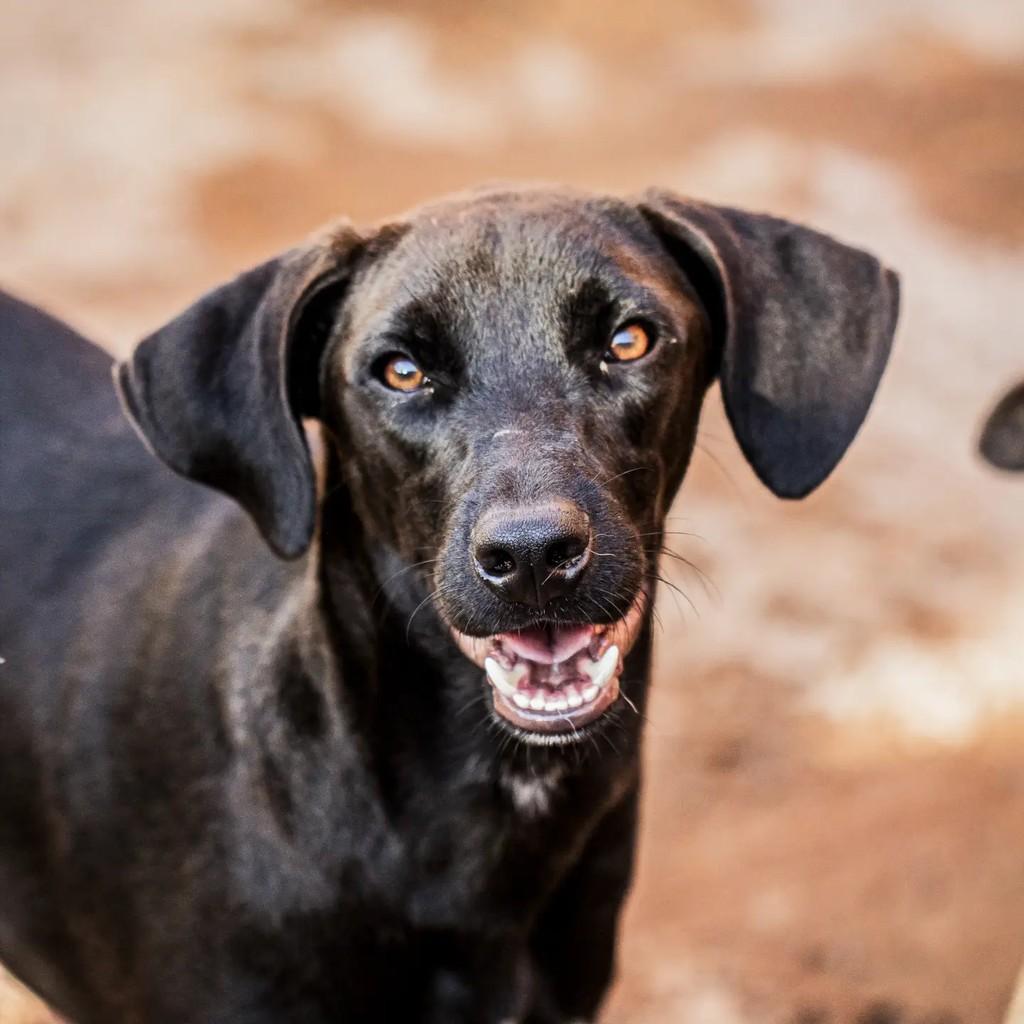 Alexei, cachorro de porte médio para adoção em Itumbiara - GO