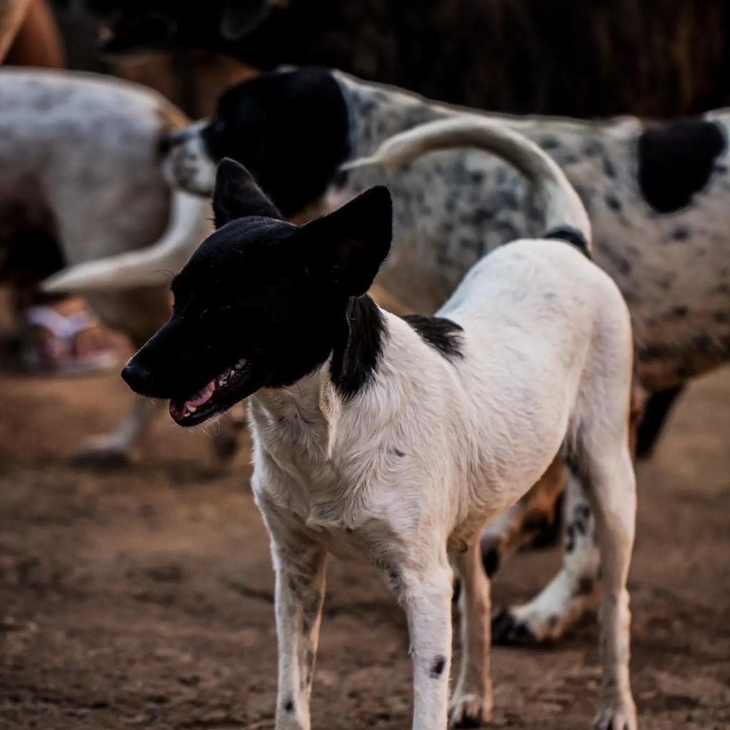Sou muito linda carinhosa 💞, cachorro de porte médio para adoção em Itumbiara - GO