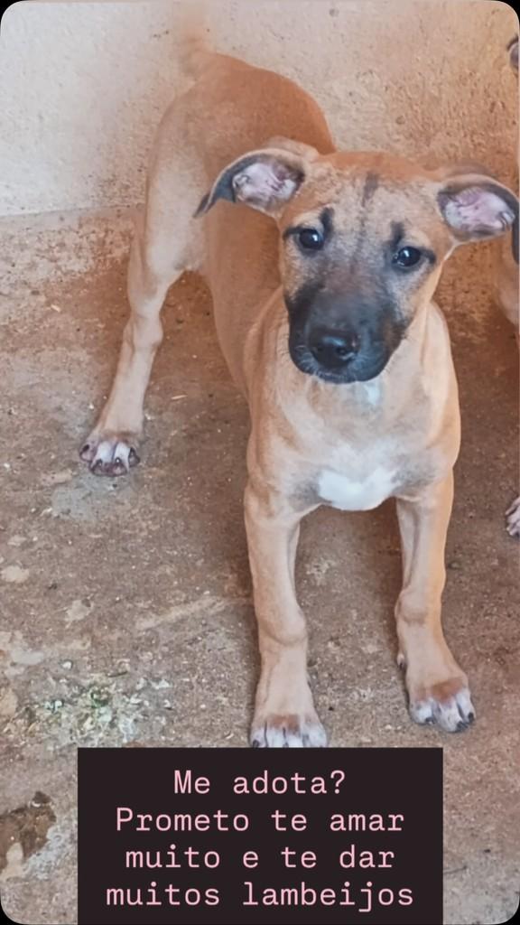 Bebezinha, cachorro de porte pequeno para adoção em Itumbiara - GO