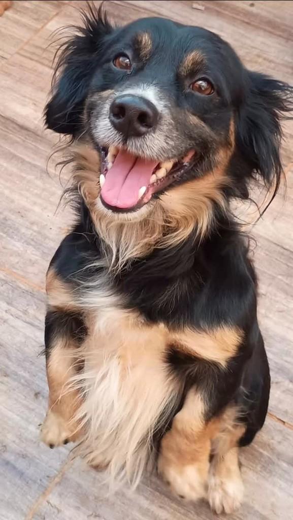 Snoopy, cachorro de porte médio para adoção em Itumbiara - GO