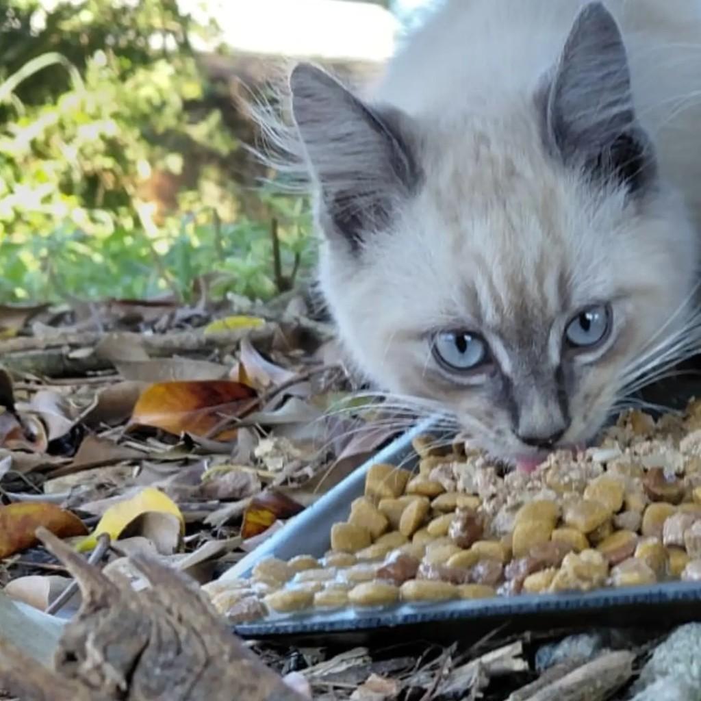 Pompom, gato de porte pequeno para adoção em Rio de Janeiro - RJ
