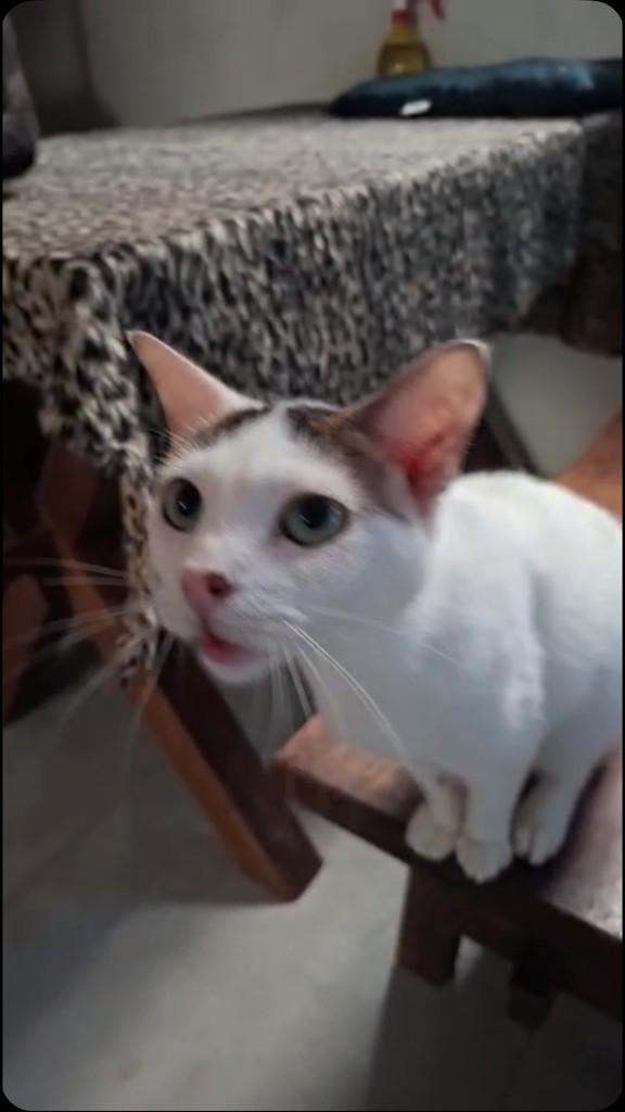 Teca, gata de porte pequeno para adoção em Rio de Janeiro - RJ