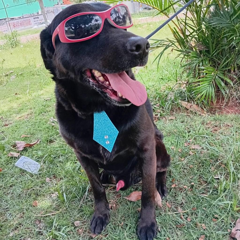 Frederico, cachorro de porte grande para adoção em Diadema - SP