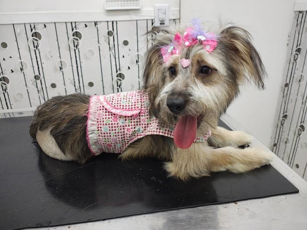 Suzi, cadela de porte pequeno para adoção em Diadema - SP