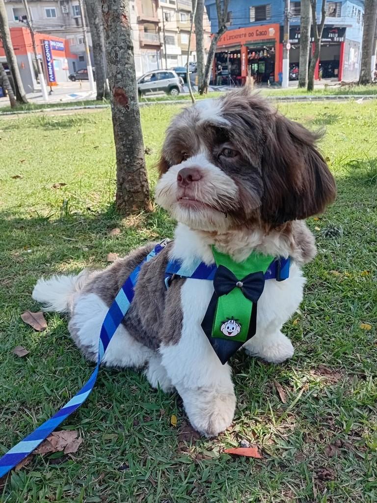 Chico, cachorro de porte pequeno para adoção em Diadema - SP