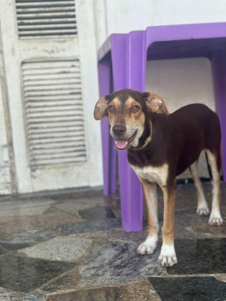 Nescau, cachorro de porte médio para adoção em Fortaleza - CE