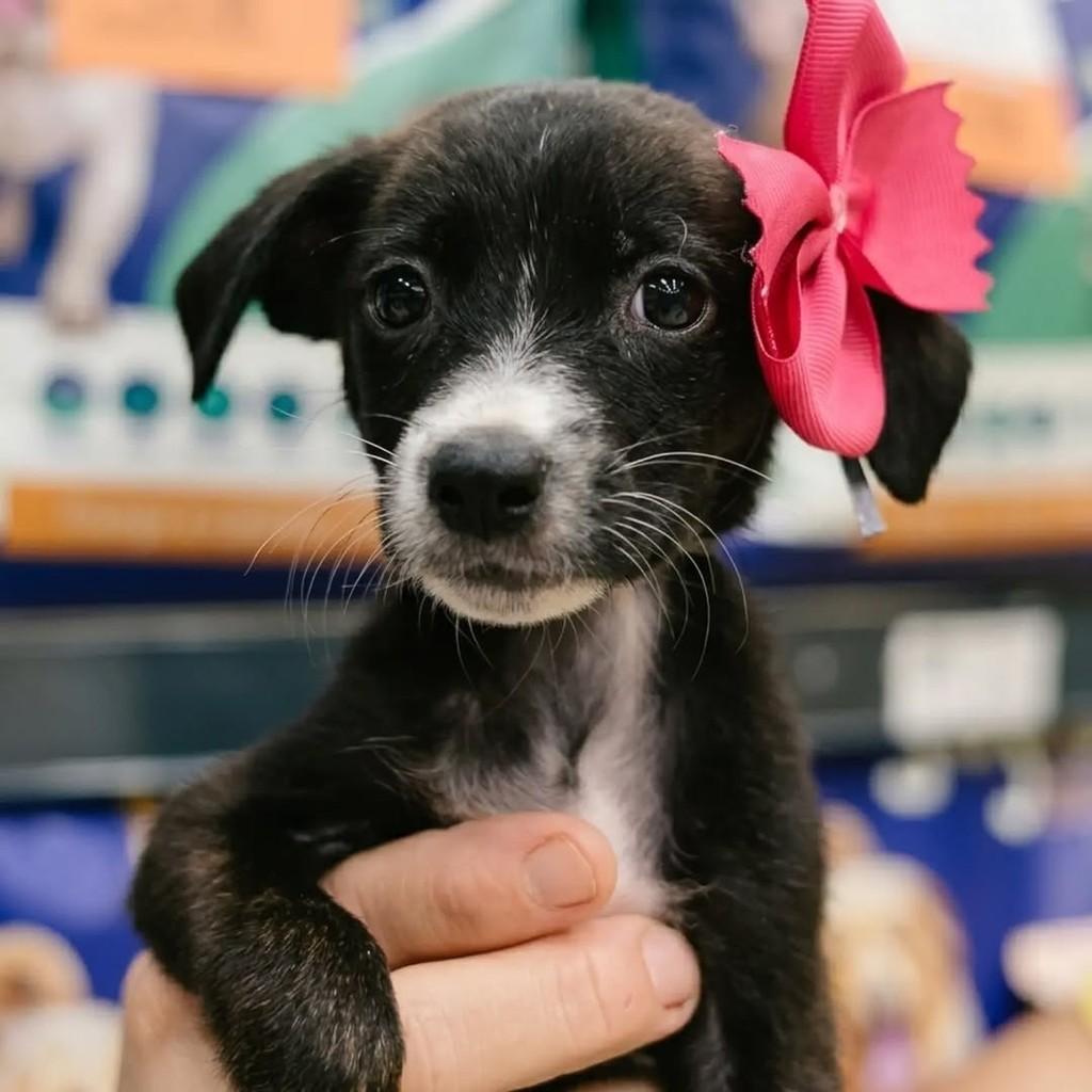 Cãomila Pitanga, cachorro de porte pequeno para adoção em Fortaleza - CE