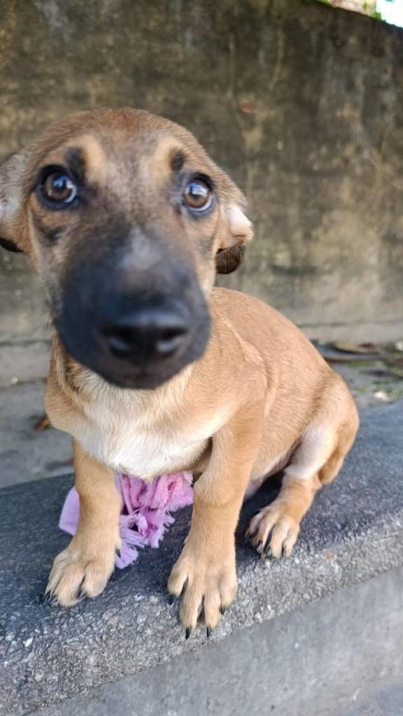 Francisco Júnior, cachorro de porte pequeno para adoção em Fortaleza - CE