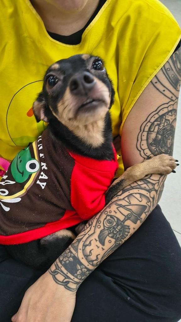 Pietra, cachorro de porte pequeno para adoção em Fortaleza - CE