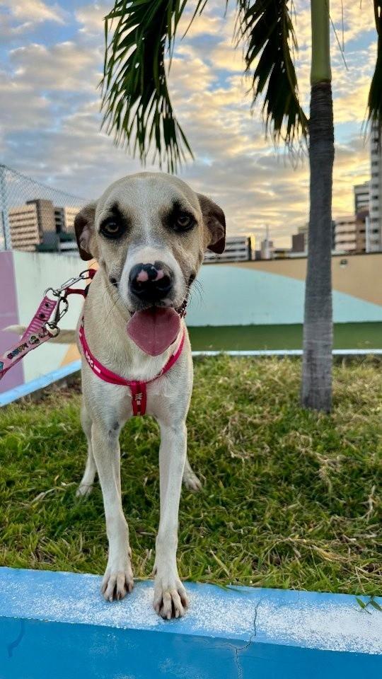 Argos, cachorro de porte médio para adoção em Fortaleza - CE
