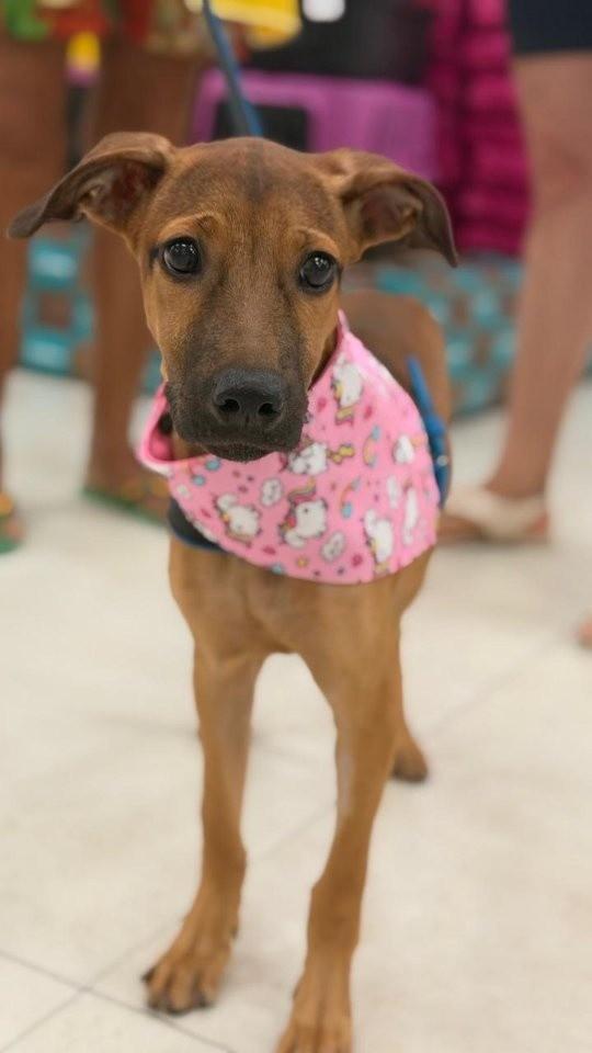Carolina, cachorro de porte pequeno para adoção em Fortaleza - CE