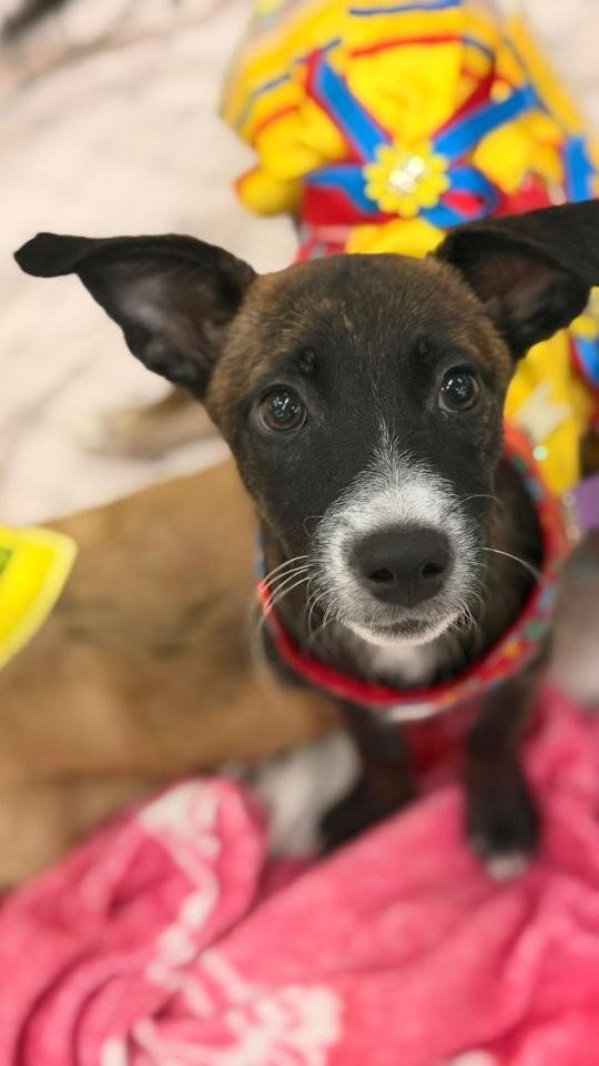 Cãomila, cachorro de porte pequeno para adoção em Fortaleza - CE