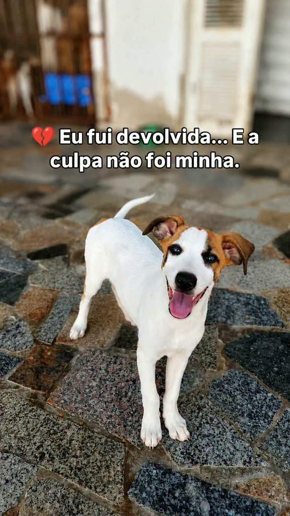 Maria Rita, cachorro de porte pequeno para adoção em Fortaleza - CE