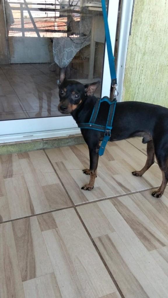 Sipó, cachorro de porte pequeno para adoção em Fortaleza - CE